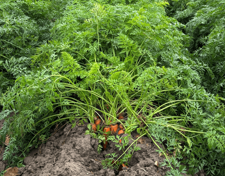 NL_Regeneratief boeren_wortels in veld_10-2025